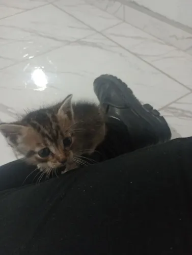 Filhotes de gato disponível para adoção 