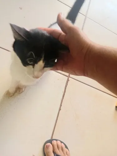 Doação de gato frajola filhote