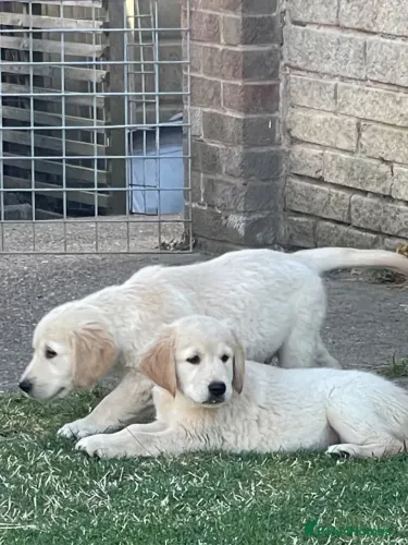 Filhotes Golden Retriever alegres e super companheiros