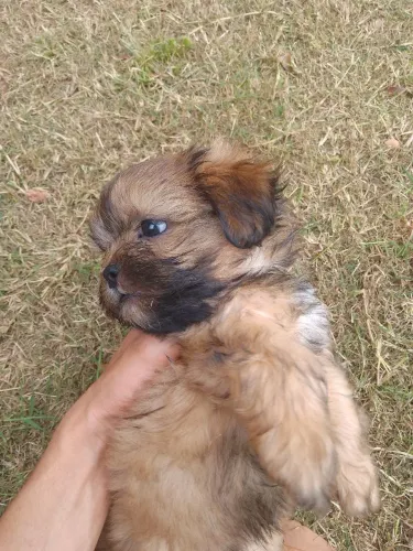 Vende um Shitzu macho