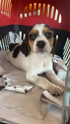 Filhote de Beagle o amigo de quatro patas que adora novas aventuras