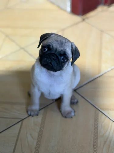 Filhote de pug macho abricot