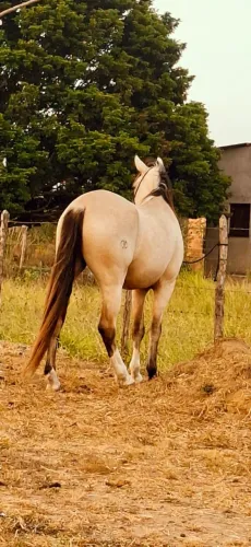 Cavalo raça mangalarga machador picado , mestiço quarto de milha