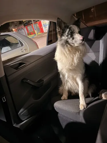 Filhotes de Boder collie a venda R$ 1100 fêmeas e R$ 1000 machos 