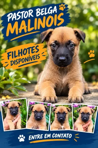 Filhotes de pastor Belga Malinois