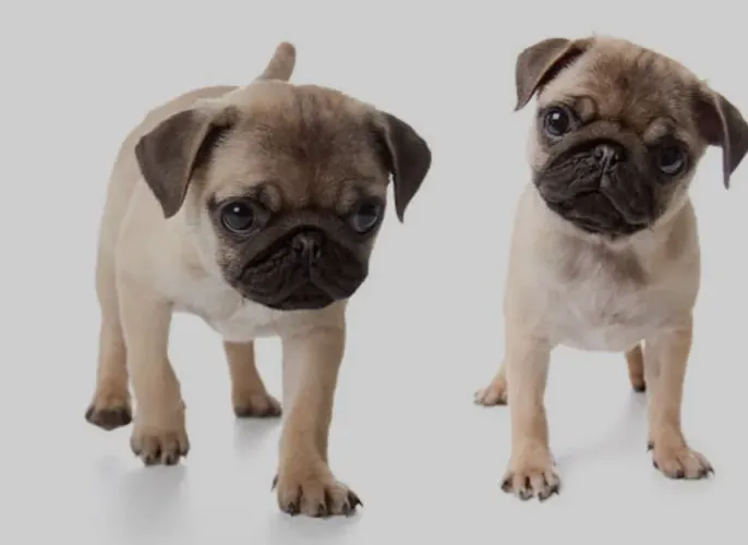 Encantadores Filhotes de Pug - O Companheiro Perfeito de Colo e Preguiça