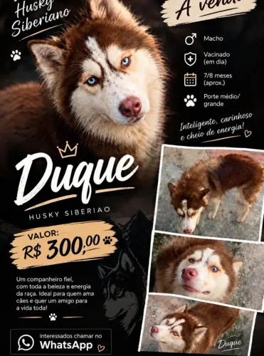 Husky Siberiano Macho