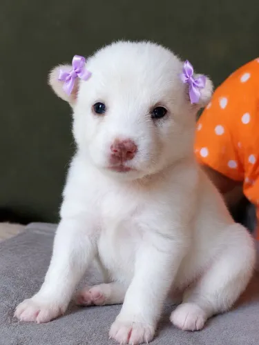 Husky Siberiano Venda