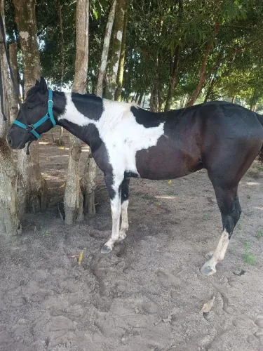 Cavalo Paint horse