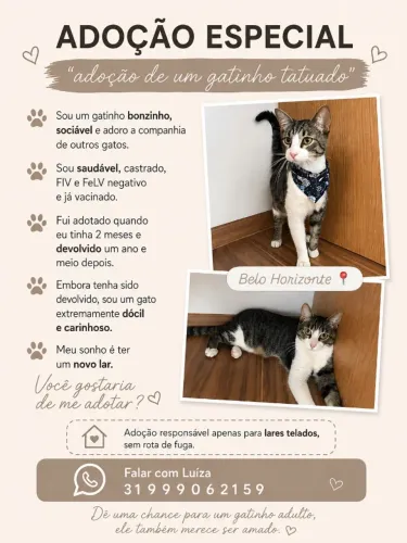 Gato