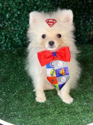 Lulu da pomerania 
