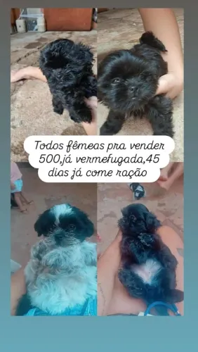 Vende-se todas fêmea ja vermefugada