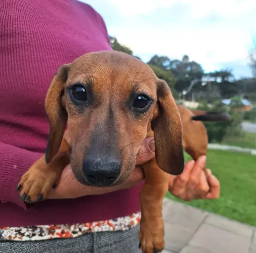 Filhotes Dachshund 