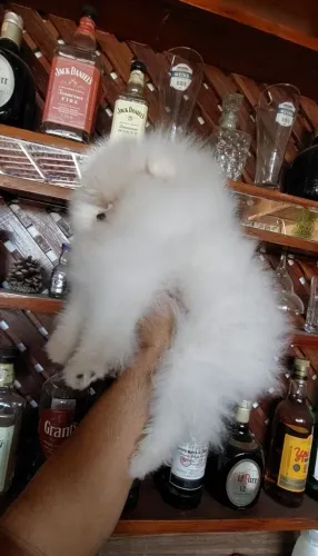 Spitz alemão femea branca