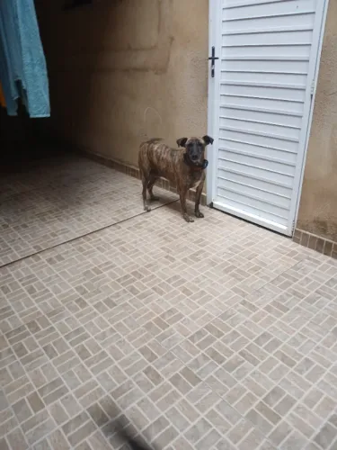 Cachorro pra Adoção 
