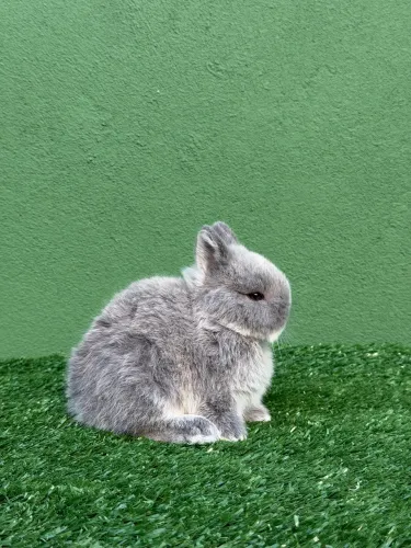Coelho anão de netherland dwarf 