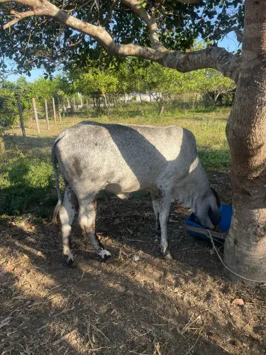 3 cabeças de gado à venda
