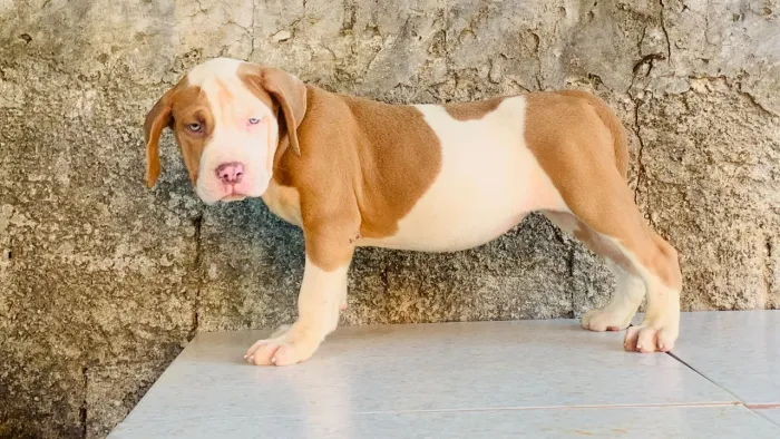 Pit Monster disponível 
