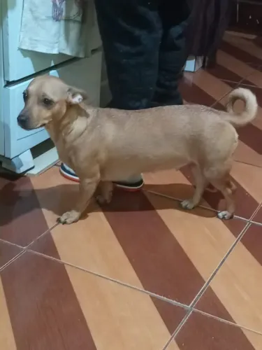 Doação de uma cachorra fêmea pinscher4