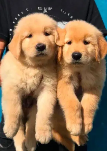 Filhote Golden Retriever, Seu cãopanheiro ideal está esperando!