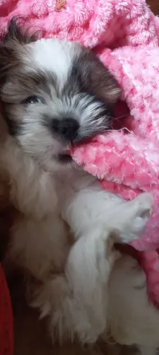 Vendo Filhote Ilhasa Apso