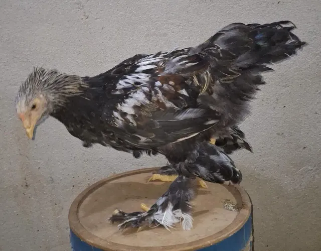 Frango brahma dark.