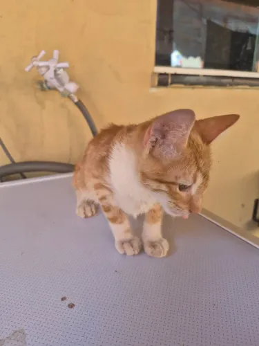 Gatinho laranja para adoção