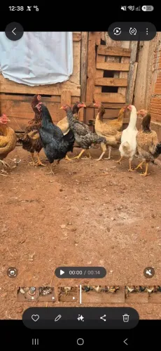 Galinhas caipira