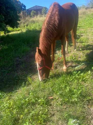 Cavalo trote