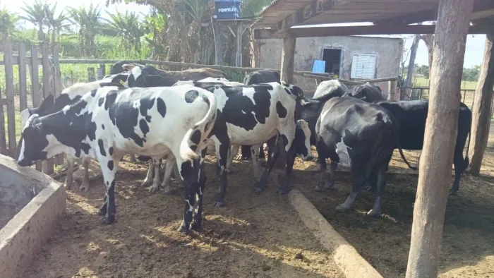 Vendo vacas girolanda gersolandia amojada 