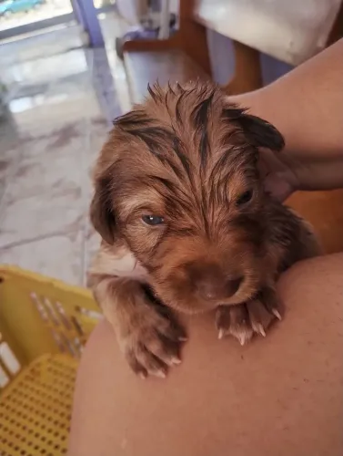 Doação de cachorros