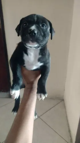 Filhotes de pitbull 