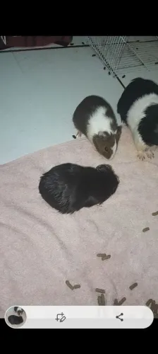 Vendo casal de irmãos de porquinho da Índia