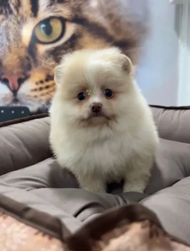 Lulu da pomerania macho 