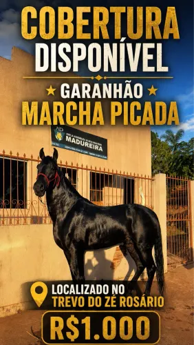 Cobertura Cavalo Garanhão