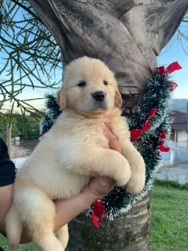 Filhote de Golden Retriever Macho e Fêmea 