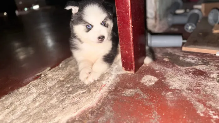 Filhote de husky 