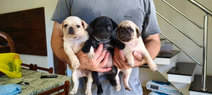 Pug