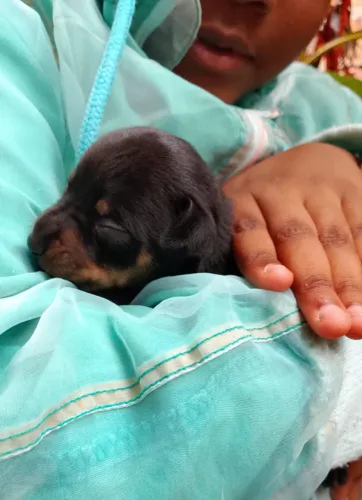 Pinscher 1