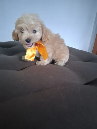 o machinho de puldo toiy