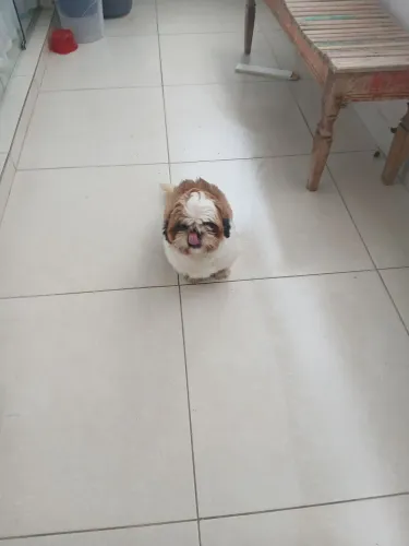 Vendo shih tzu 9 meses