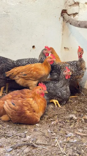 Galinhas caipira