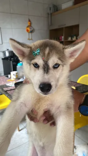 filhote de husky fêmea vermifugada com todas as vacinas 