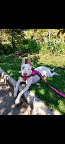 Estou doando uma pitbull surda