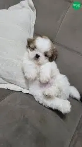 shih tzu encantadores.