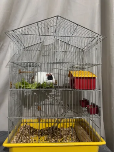 Porquinho da índia, com casa, acessórios e ração 