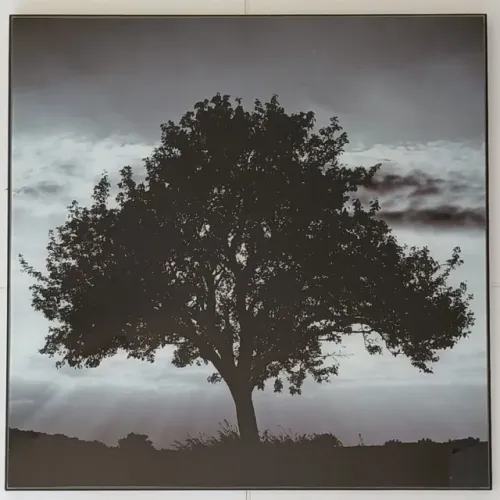 Quadro em Acrílico - Árvore
