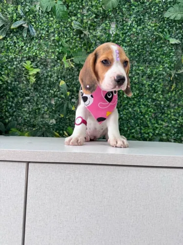 Filhote de Beagle disponível!