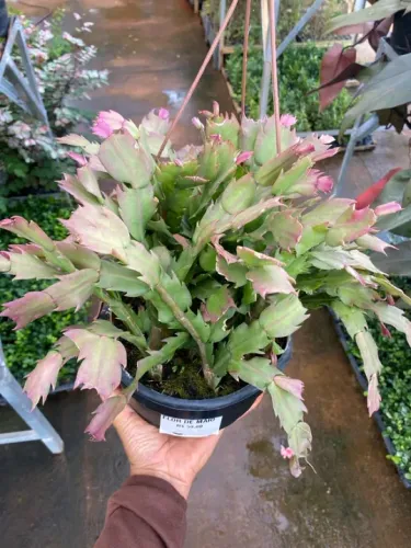 Muda de flor de maio 