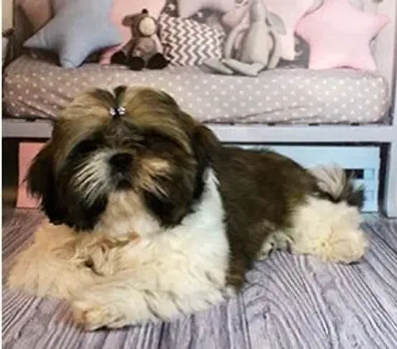 Shih-Tzu Macho Tricolor: Uma Alegria Compacta Para Sua Casa!
